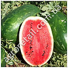 Кавун Ерлі Саманта F1 8 шт United Genetics Професійне насіння, фото 2