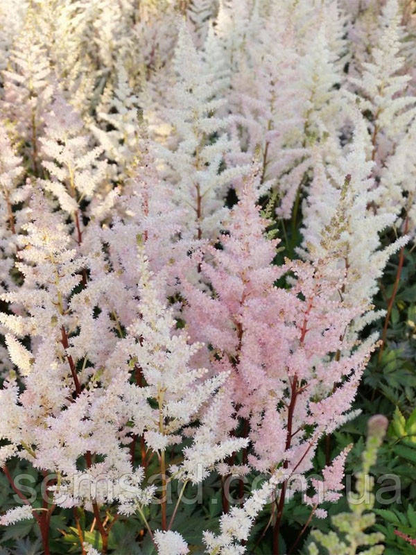Астильба арендса Бумальда \ Astilbe Bumalda ( саджанці 1.5л )