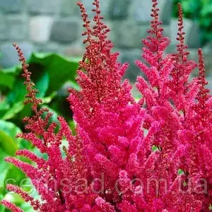 Астильба арендса Катріна Денев \ Astilbe Catherine Deneuve ( саджанці 1.5л ), фото 3