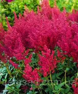 Астильба арендса Катріна Денев \ Astilbe Catherine Deneuve ( саджанці 1.5л ), фото 1