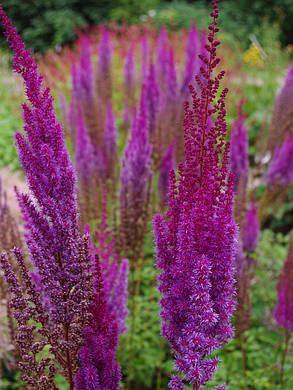 Астильба китайська Пурперленз \ Astilbe Purperlanze ( саджанці 1.5л ) НОВИНКА, фото 3