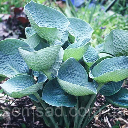 Хоста Лав Пет \ hosta Love Pat ( саджанці )