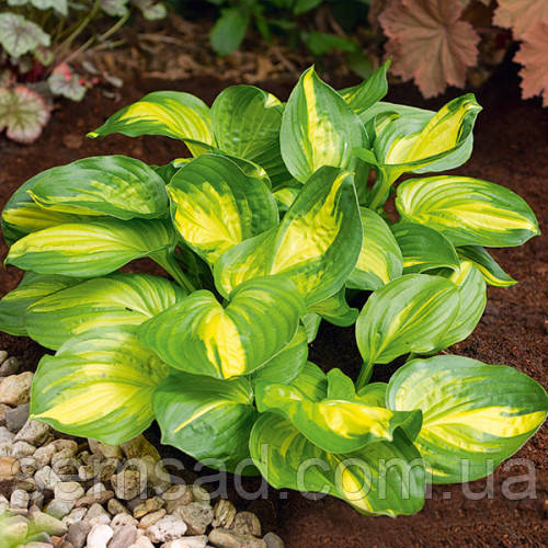 Хоста Емеральд Чаргер \ Hosta Emerald Charger (саджанці ЗКС)