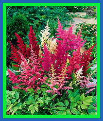 Астильба (astilbe)