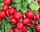 Насіння редиски Вієнна F1 / Vienna, 50 000 насінин, Enza Zaden (3.00-3.25), фото 4