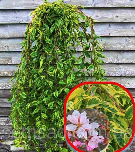 Сакура Фріллі Фрог \ prunus incisa frilly frock ( саджанці 120-130см ВКС)
