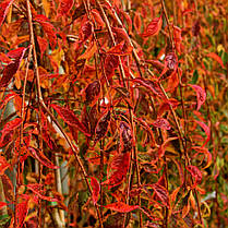 Сакура Фріллі Фрог \ prunus incisa frilly frock ( саджанці 120-130см ВКС), фото 4