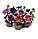 Петунія грандіфлора Фрост F1 20шт / Syngenta Flowers, фото 3