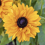 Рудбекія махрова Голділокс 0.1г / Hem Zaden, фото 2