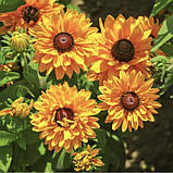 Рудбекія махрова Голділокс 0.1г / Hem Zaden, фото 3