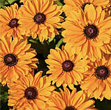 Рудбекія махрова Голділокс 0.1г / Hem Zaden, фото 5