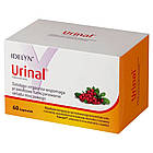 Urinal для здоров'я сечовидільної системи з екстрактами журавлини, золотарника та вітамін D, 60 капсул. До 02/2027, фото 3