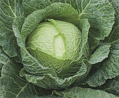 Семена савойской капусты