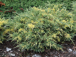 Ялівець середній Blue and Gold 4 річний, Ялівець середній Блу Голд енд Juniperus рfitzeriana Blue and Gold, фото 3