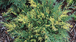 Ялівець середній Blue and Gold 4 річний, Ялівець середній Блу Голд енд Juniperus рfitzeriana Blue and Gold, фото 5