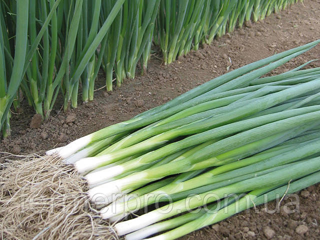 Насіння цибулі на перо Кайгаро F1/Kaigaro F1 50 000 насіння Enza Zaden, фото 1