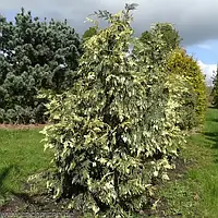 Кипарисовик Variegata С5