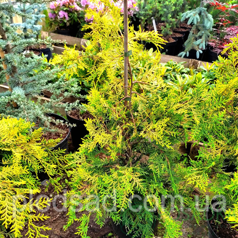 Кипарисовик тупий Filips Golden Falls С5