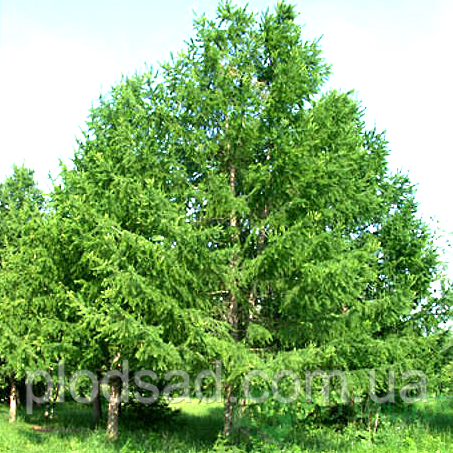 Лисновниця Маршлінса С3
