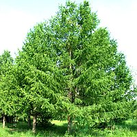 Лисновниця Маршлінса С3