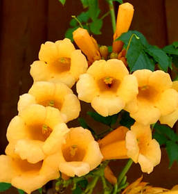 Кампсіс Флава \ Campsis Flava (саджанці С2л)