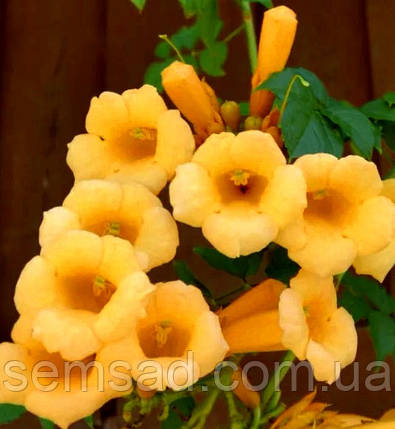 Кампсіс Флава \ Campsis Flava (саджанці С2л), фото 1