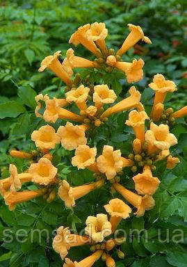 Кампсіс Флава \ Campsis Flava (саджанці С2л), фото 3