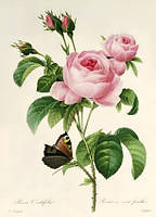 Листівки Pierre Joseph Redoute