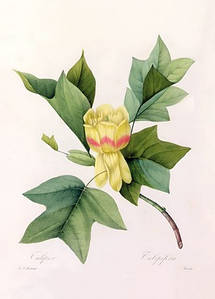 Листівка Pierre Joseph Redoute - Tulipifera