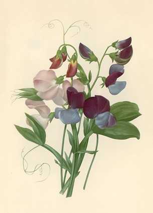 Листівка Pierre Joseph Redoute - Sweet Peas: Lathyrus odoratus, 1827, фото 1