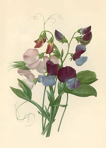 Листівка Pierre Joseph Redoute - Sweet Peas: Lathyrus odoratus, 1827