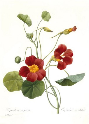 Листівка Pierre Joseph Redoute - Tropaeolum majus (Garden Nasturtium), 1827, фото 1