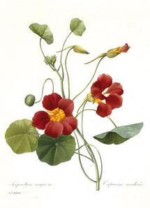 Листівка Pierre Joseph Redoute - Tropaeolum majus (Garden Nasturtium), 1827