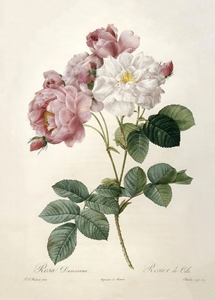 Листівка Pierre Joseph Redoute - Rosa Damascena, Rosier de Cels, from Les Roses, фото 1