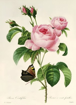 Листівка Pierre Joseph Redoute - Rosa Centifolia, фото 1