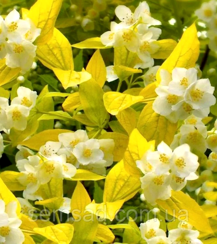Чубушник \ Жасмин садовий Ауреус \ Philadelphus Aureus ( саджанці 2 роки)