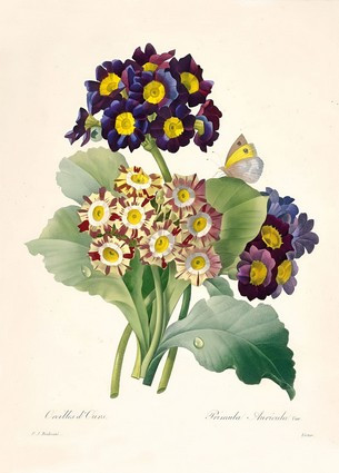 Листівка Pierre Joseph Redoute - Primula auricula Primroses, 1827, фото 1