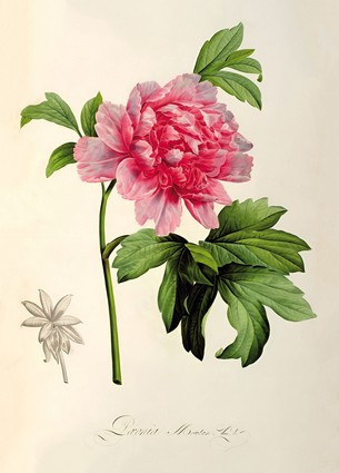 Листівка Pierre Joseph Redoute - Paeonia Moutan, c.1799, фото 1
