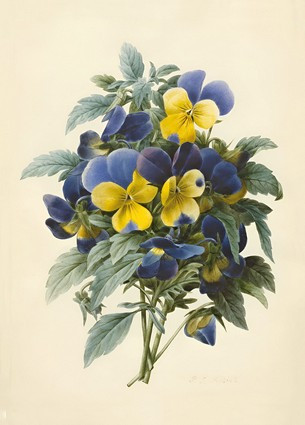 Листівка Pierre Joseph Redoute - Pansies (coloured engraving), фото 1
