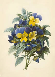 Листівка Pierre Joseph Redoute - Pansies (coloured engraving)