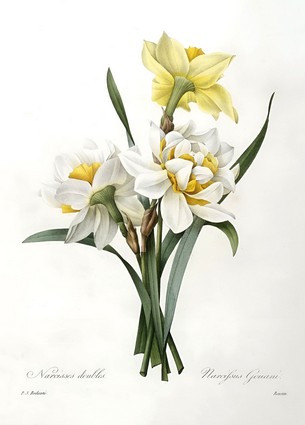 Листівка Pierre Joseph Redoute - Narcissus gouani (Double Daffodil), 1827, фото 1