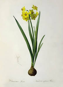 Листівка Pierre Joseph Redoute - Narcissus Lazetta