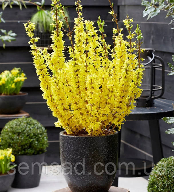 Форзиція карликова Мікадор \ Forsythia int. 'Mikador' (саджанці 2роки)