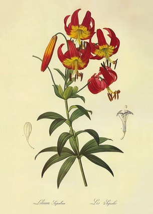 Листівка Pierre Joseph Redoute - Lilium superbum Lithographie, фото 1