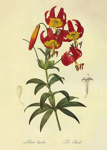 Листівка Pierre Joseph Redoute - Lilium superbum Lithographie