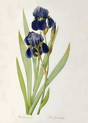 Листівка Pierre Joseph Redoute - Iris Germanica, 1805, фото 1