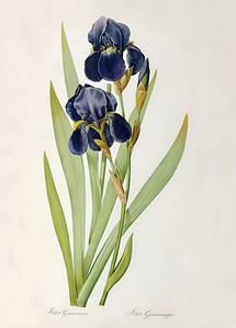 Листівка Pierre Joseph Redoute - Iris Germanica, 1805