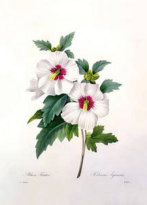Листівка Pierre Joseph Redoute - Hibiscus syriacus, engraved by Bessin, 1827