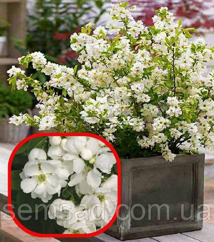 Екзохорда карликова Меджикал Спрінгтайм \ Exochorda macrantha 'Magical Springtime' (саджанці 3 роки) С2
