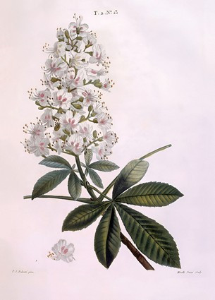 Листівка Pierre Joseph Redoute - Horse-chestnut or Conker tree (Aesculus hippocastanum), фото 1